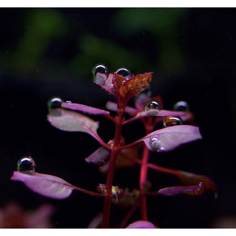 Ludwigia sp red mini - tanaman aquascape