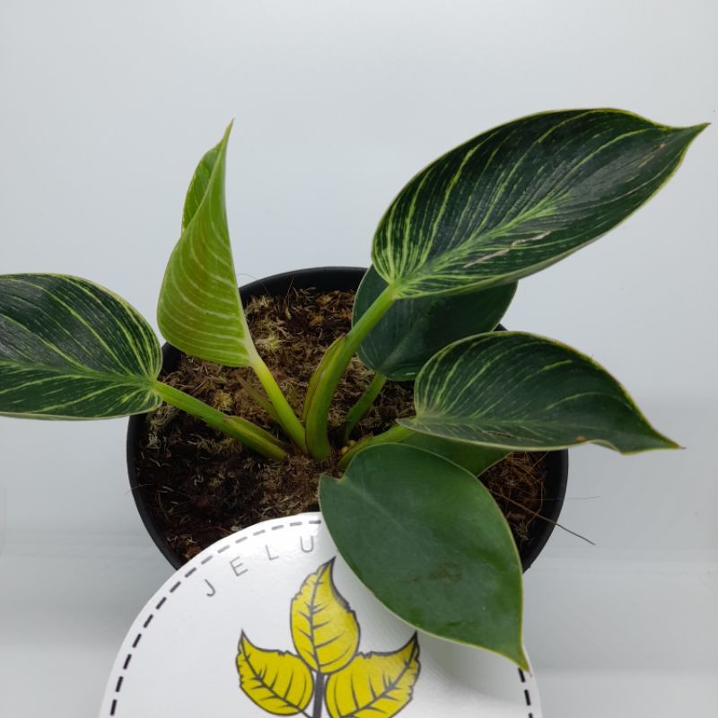 TANAMAN HIAS PILODENDRON BIRKIN THAILAND WHITE WAVE/PILODENDRON IMPORT PILO BIRKIN/BUNGA PILODENDRON