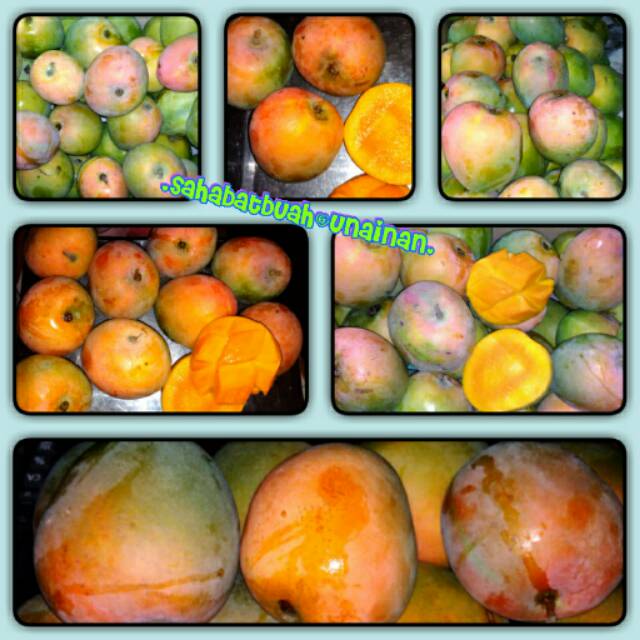 

Mangga gedong super#buah#vitaminC
