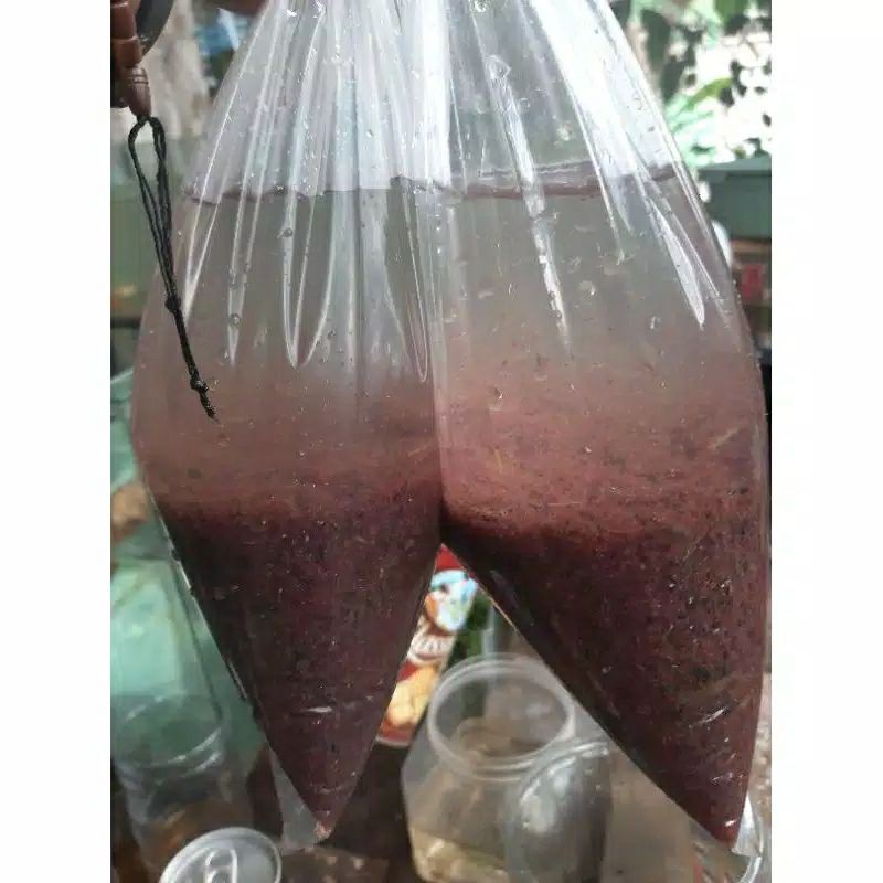 

CACING SUTRA PAKAN IKAN HIAS FRESS HANYA BANDUNG (MINIMAL ORDER 2 BUNGKUS)