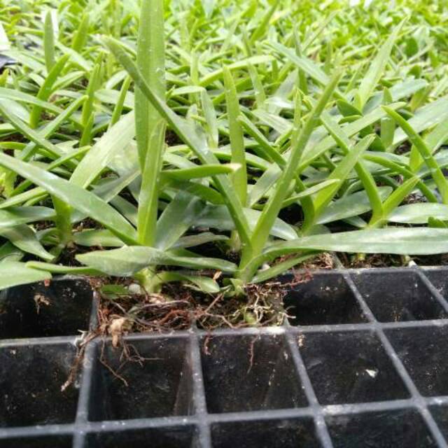Remaja Anggrek Vanda Jumbo Bangkok