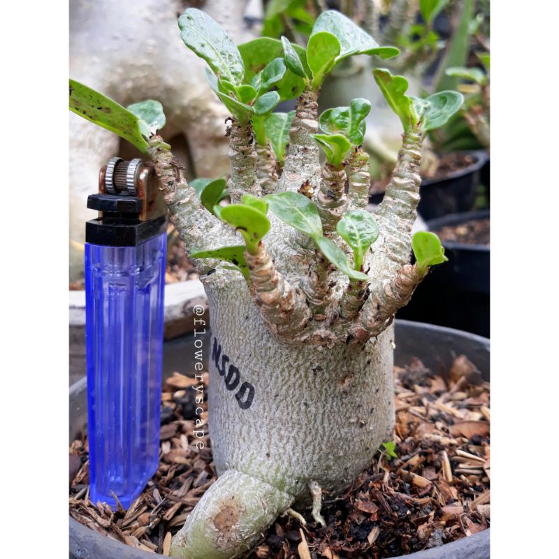 Adenium karakter nsdd