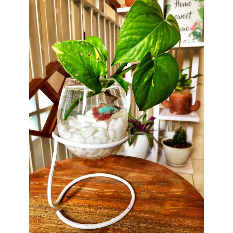 VAS BUNGA KACA AQUARIUM AKUARIUM IKAN KECIL POT TANAMAN AIR AQUASCAPE GLASS DEKORASI PAJANGAN MEJA