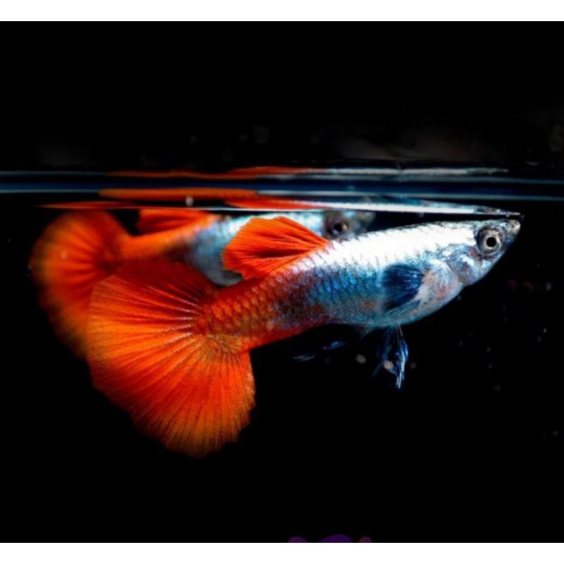 ikan hias guppy platinum red tail dumbo ear (PRTDE)