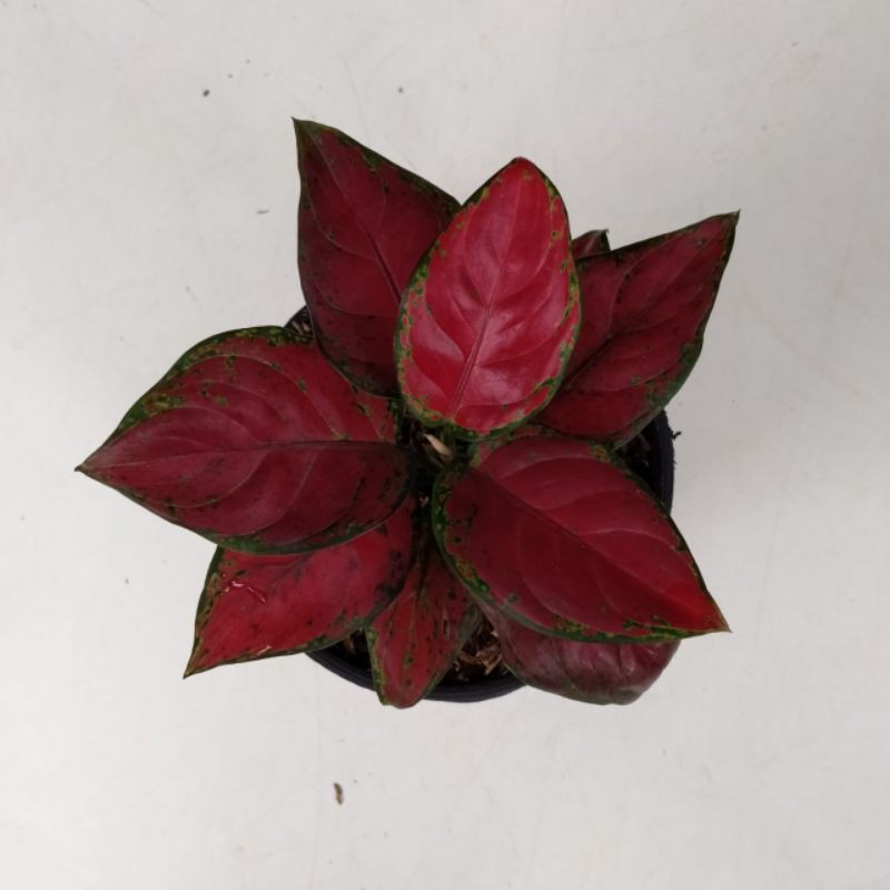 Aglaonema Black Maroon