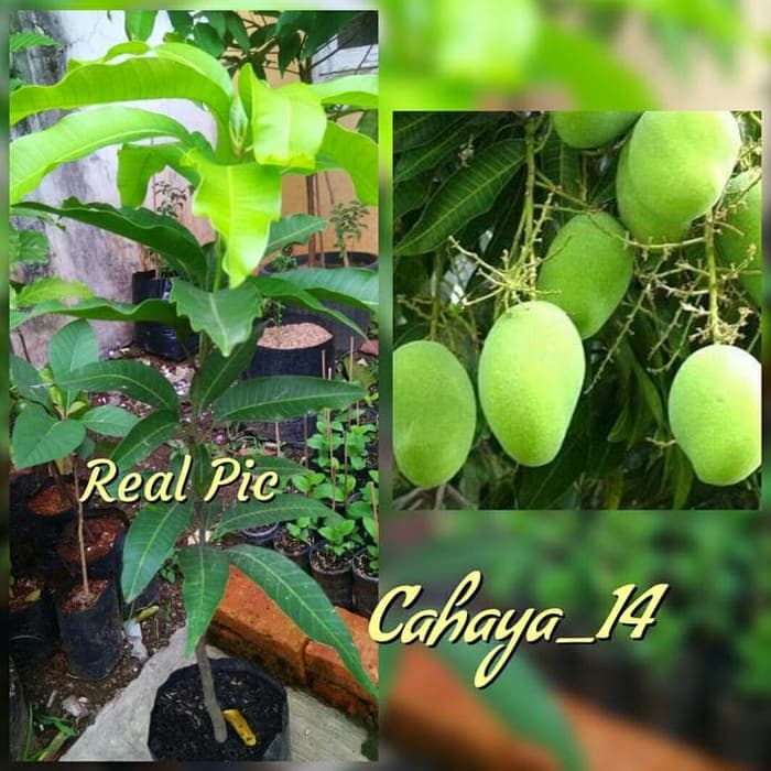 

Terbaru C@R Bibit Pohon Mangga Indramayu