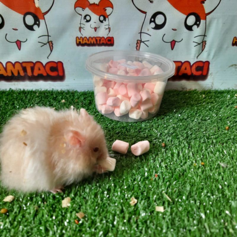 HAMSTER SIRYAN SHORT/LONGHAIR BY HAMTACI HAMSTER FARM