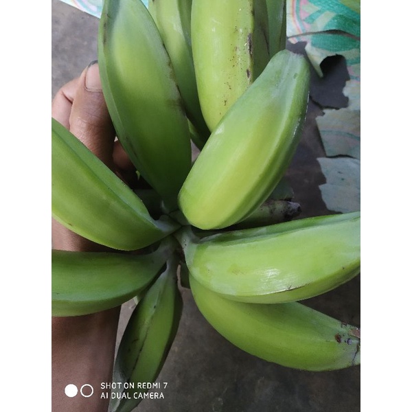 

pisang batu segar 500gm
