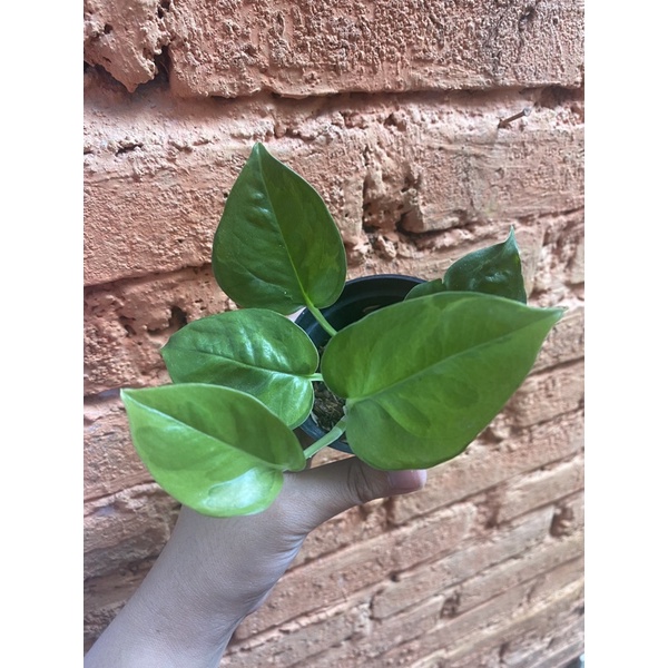 Sirih Njoy Mint/yellow/golden