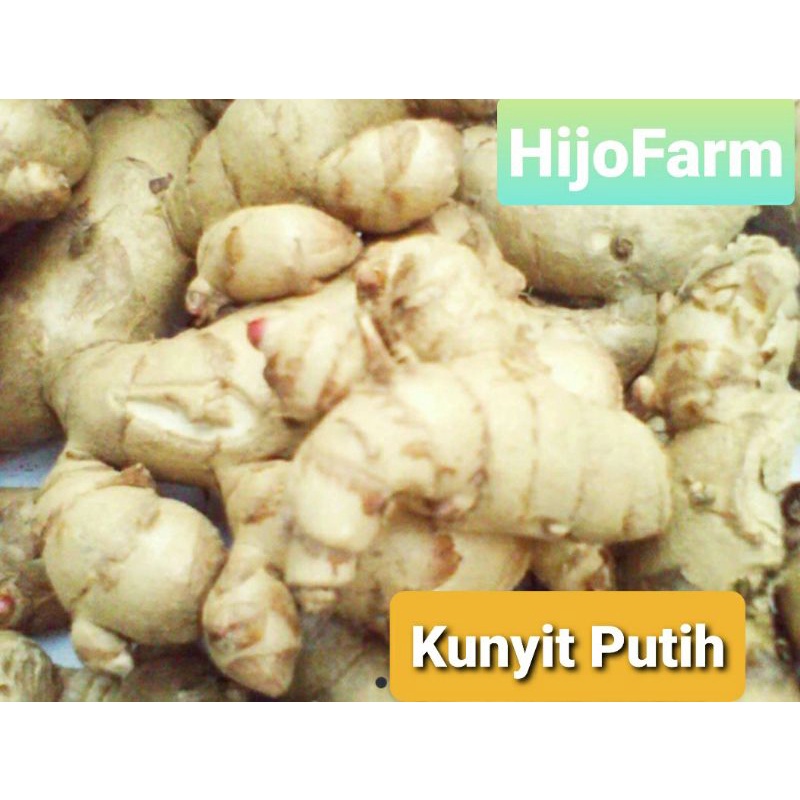 

Kunyit Putih Segar/Temu Mangga 500 gr