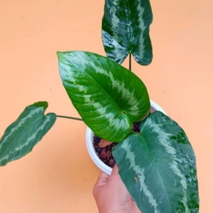 tanaman hias homalomena schismatoglottis - homalomena