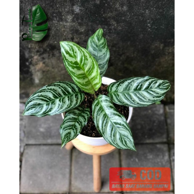 TANAMAN HIAS AGLONEMA SRI REJEKI + POT