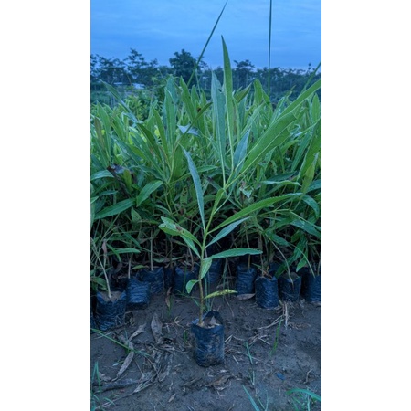 1paket bibit bunga tabebuya promo dapat 5 pohon 5warna-2