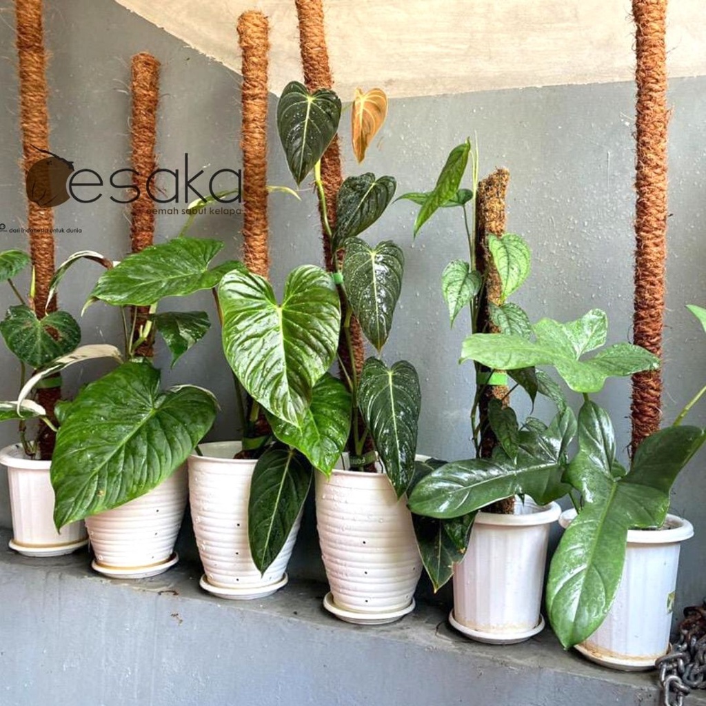 turus tanaman stik kayu rambatan penyangga tanaman menjalar jandabolong sirih cincau sabut kelapa 70