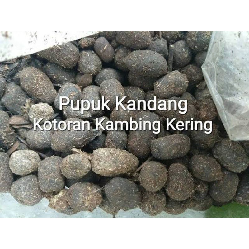kotoran / kohe kambing