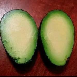 Bibit Alpukat Tanpa Biji -Tanaman Buah Hidup- Unggul
