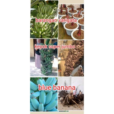 promo 3 jenis pisang,blue banana,kepok super,barangan varigata