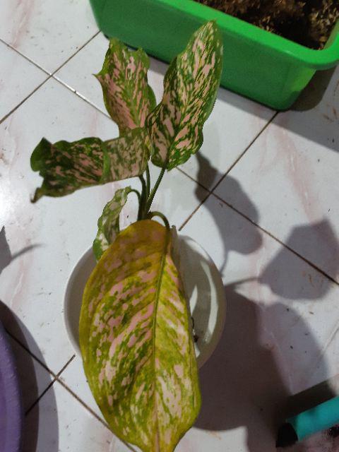 Tanaman Hias Aglonema Pink Ruby Aglonema Ruby Ukuran Remaja