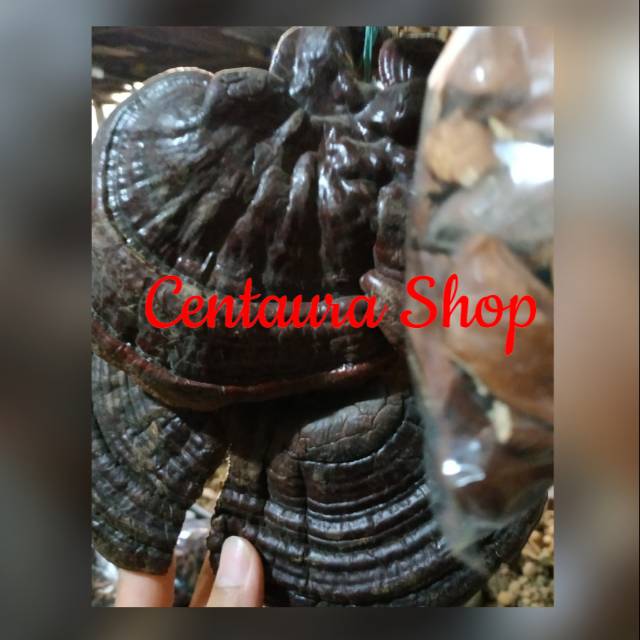 

Jamur Lingzhi Herbal Asli Kwalitas Super Unggul 100gr