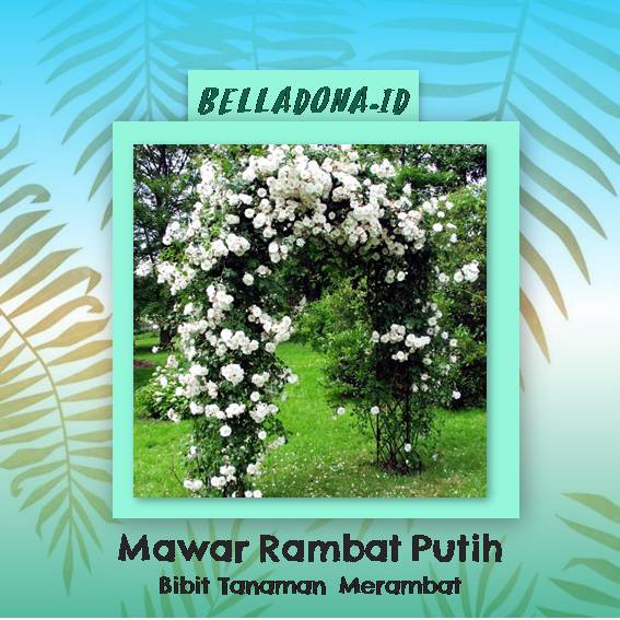 Bibit Tanaman Mawar Rambat Putih 20cm