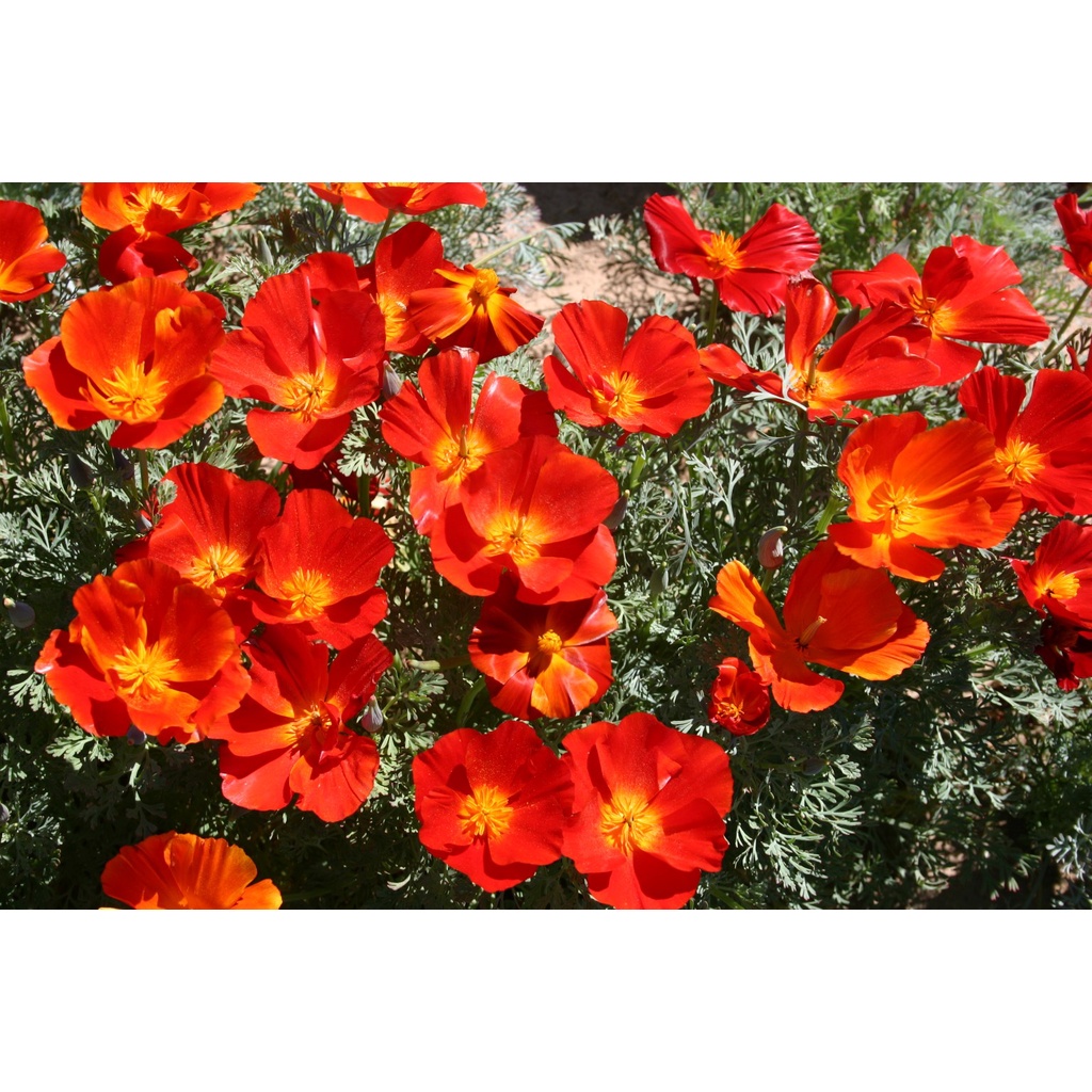 Benih Bibit Biji - Bunga California Poppy Mikado (Eschscholzia californica) Flower Seeds - IMPORT