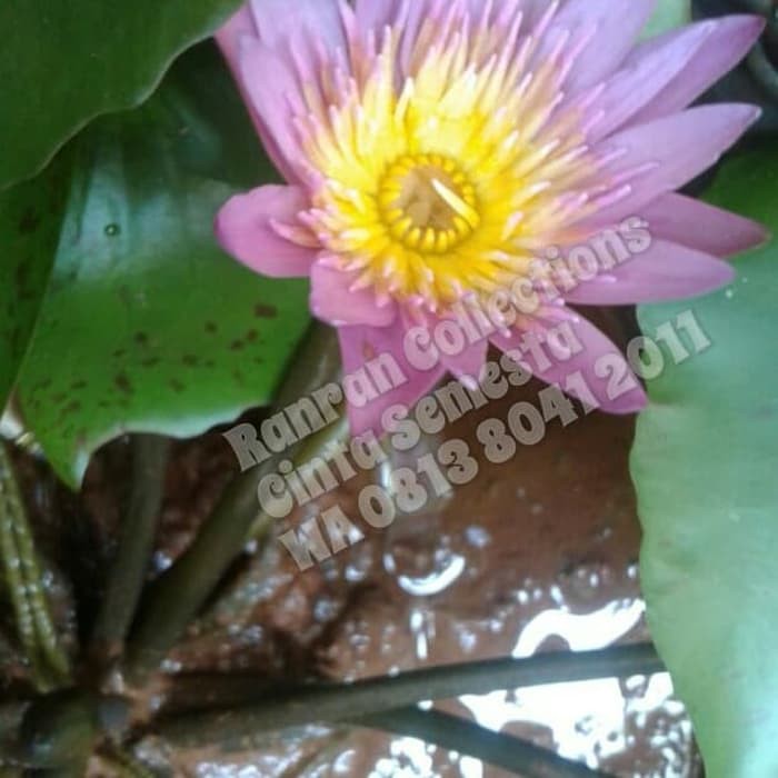 Bibit Tanaman Hias Air Teratai Mini Hidup Mini Lotus Real Plant