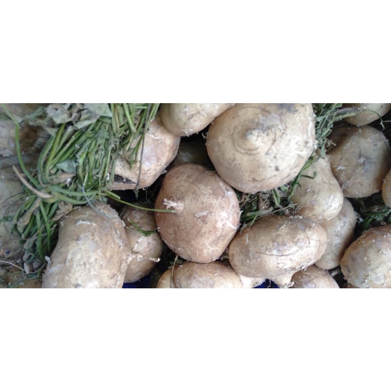 

Bengkoang Buah Segar