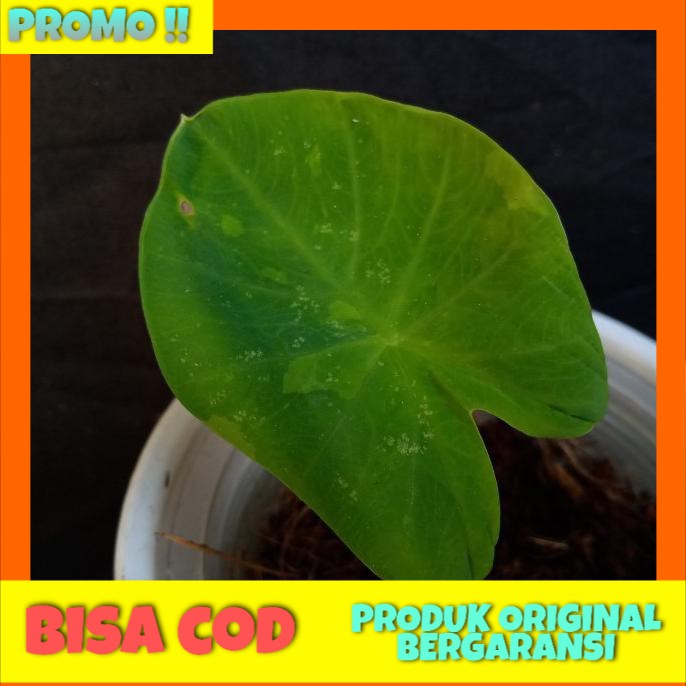 

Colocasia Limeade