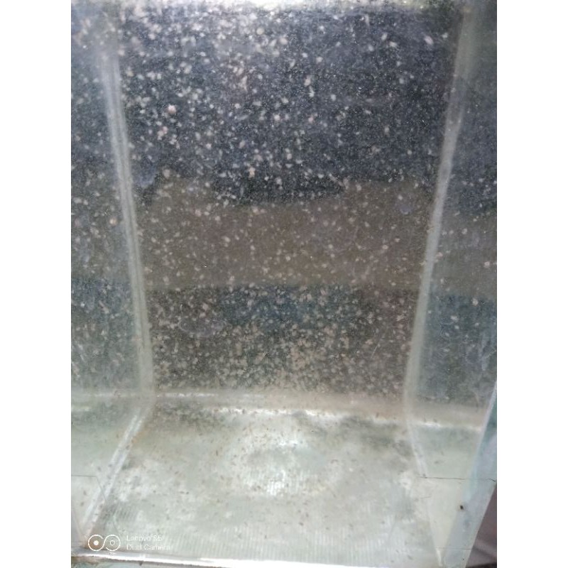 Kutu Air moina sp ( kutir ) pakan hidup ikan.