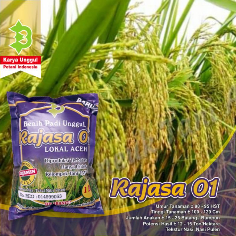 Biji Padi Rajasa 01 Lokal Aceh / Unggul