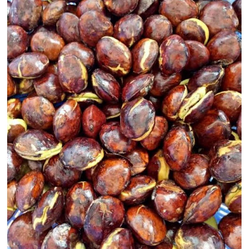 

Promo Jengkol super/Jengkol Tua/Jengkol Besar