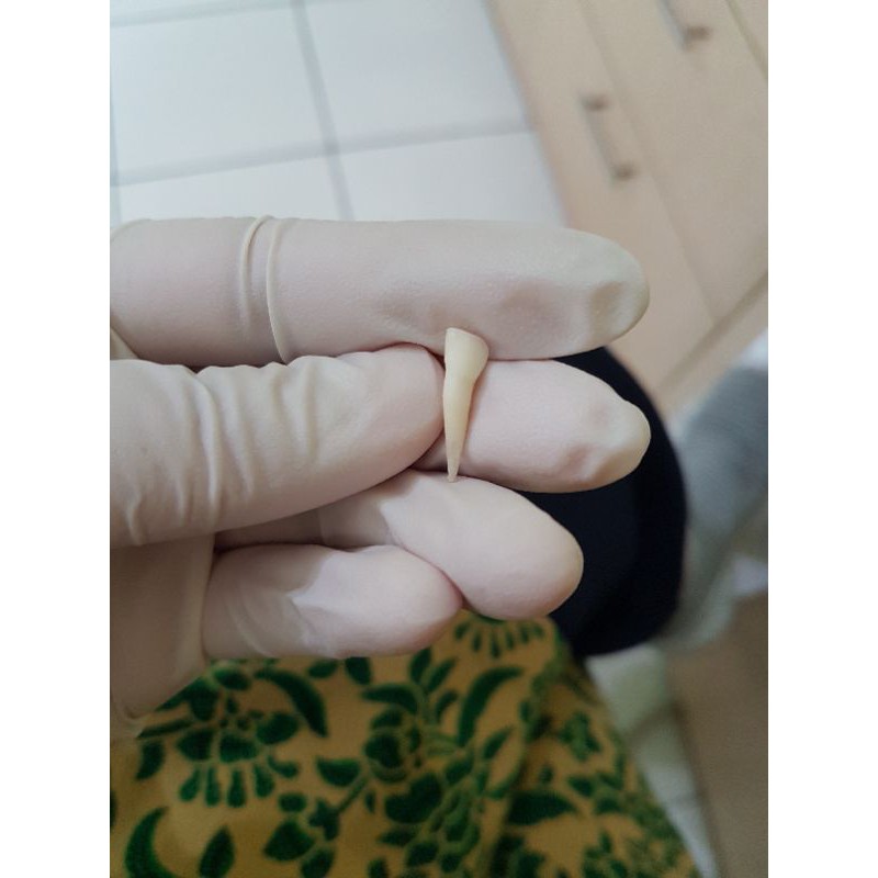 [SULUNG] GIGI ASLI MANUSIA SERI / INCISIVUS ANAK UNTUK PRAKTIKUM