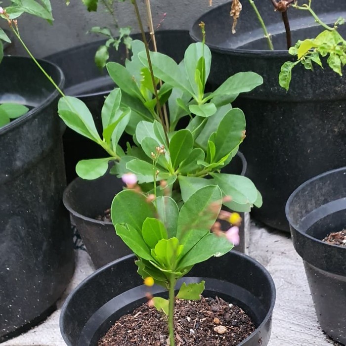 Bibit Pohon Herbal Kolesom Som Ginseng Jawa Organik