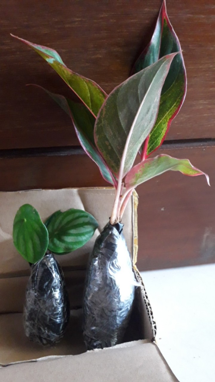 Aglaonema Lipstick Tanaman Hias