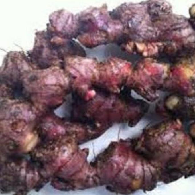 

NEW SALE JAHE MERAH SEGAR HERBAL 100 GR STOK TERBATAS