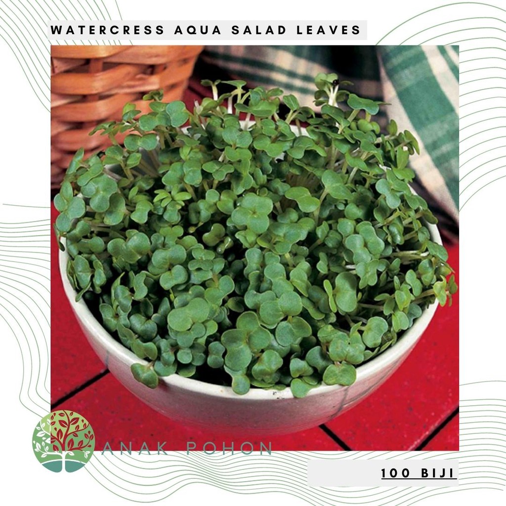 Paket Benih - Microgreen Watercress Aqua Salad Leaves Seeds - IMPORT