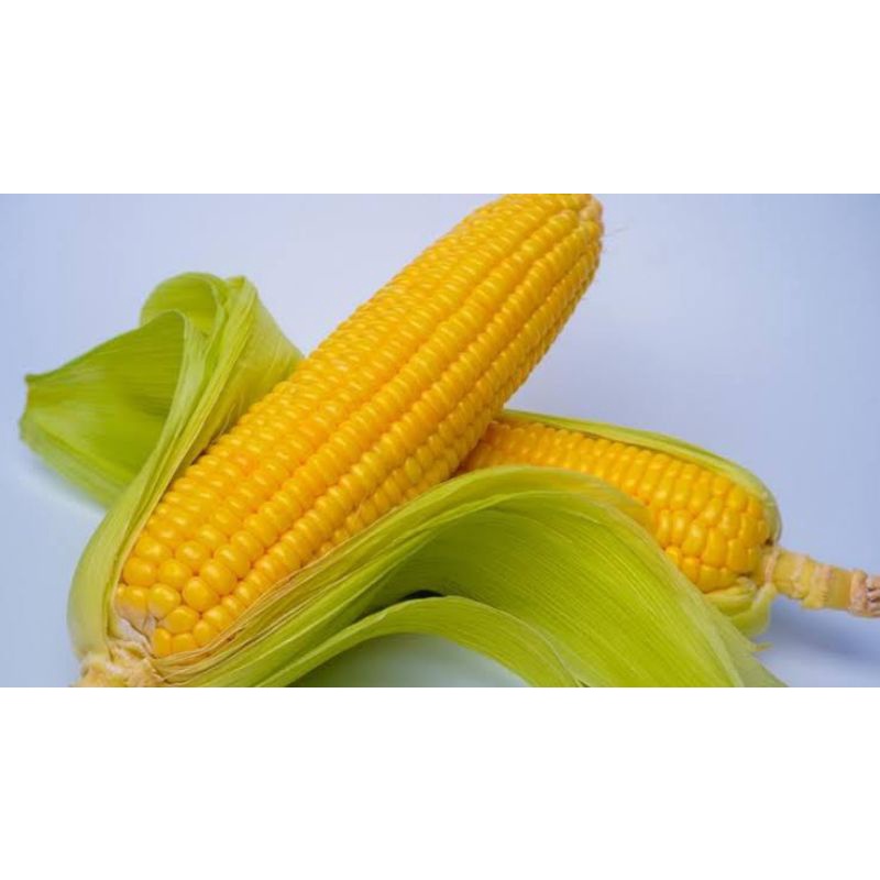 

MSSAYURSEGAR JAGUNGMANIS/MADU1Biji