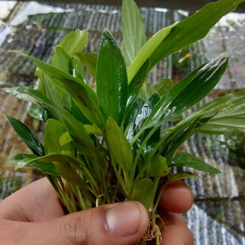 [ Paket 15 Batang ] Anubias Sp Tanaman Aquascape - Tanaman Air Aquarium - Tanaman Aquascape Low Co2