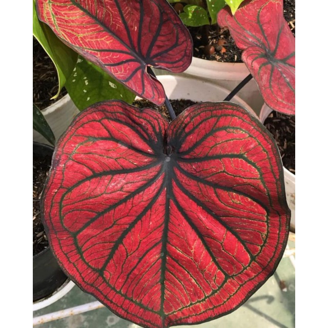 keladi Caladium mascote size anakan