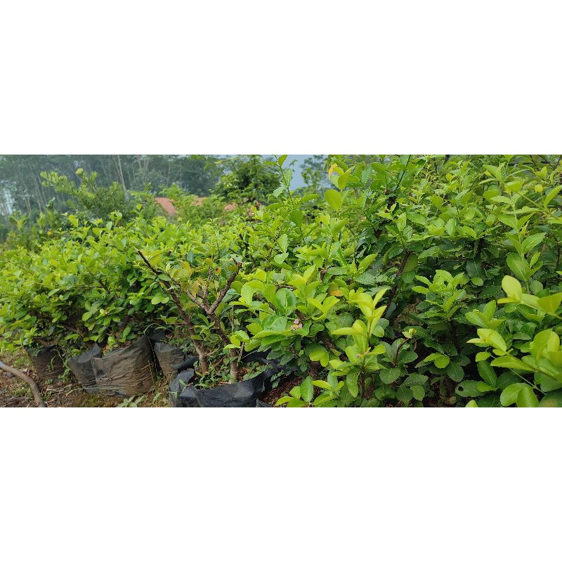 bahan bonsai sianci siap berbuah