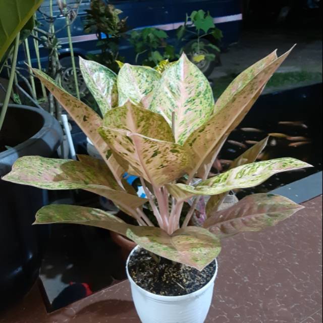 Aglonema bigroy indukan