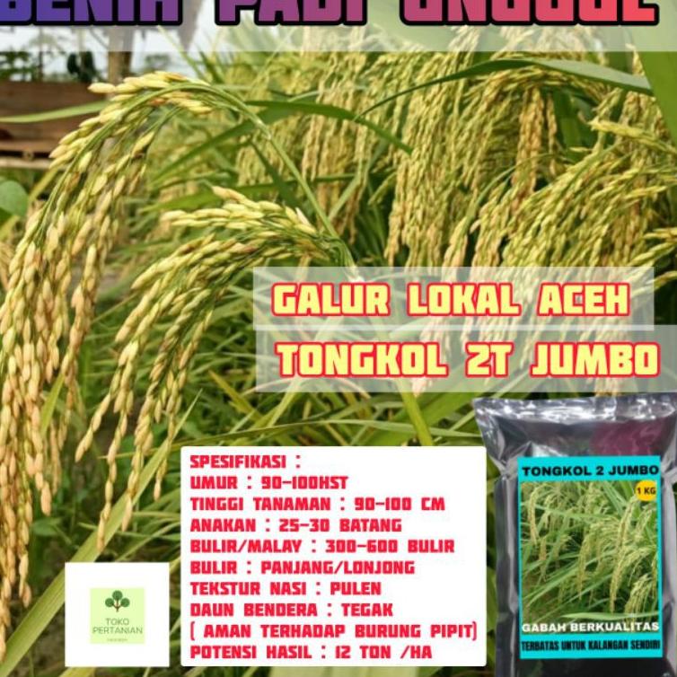 Terlaris❋➾ COD tongkol2 jumbo benih padi Galur lokal Aceh berkualitas. 62 ➾
