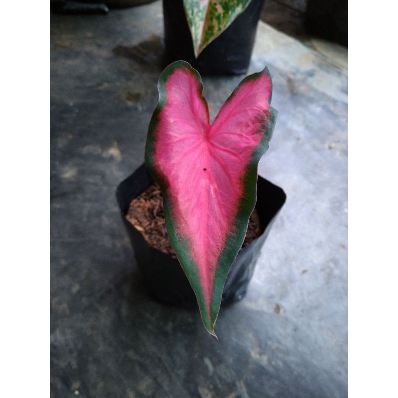 bibit Keladi hilo beauty- keladi army pink