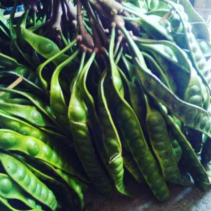 

Pete petai buah 5 lonjor pete petai besar grade A fresh murah