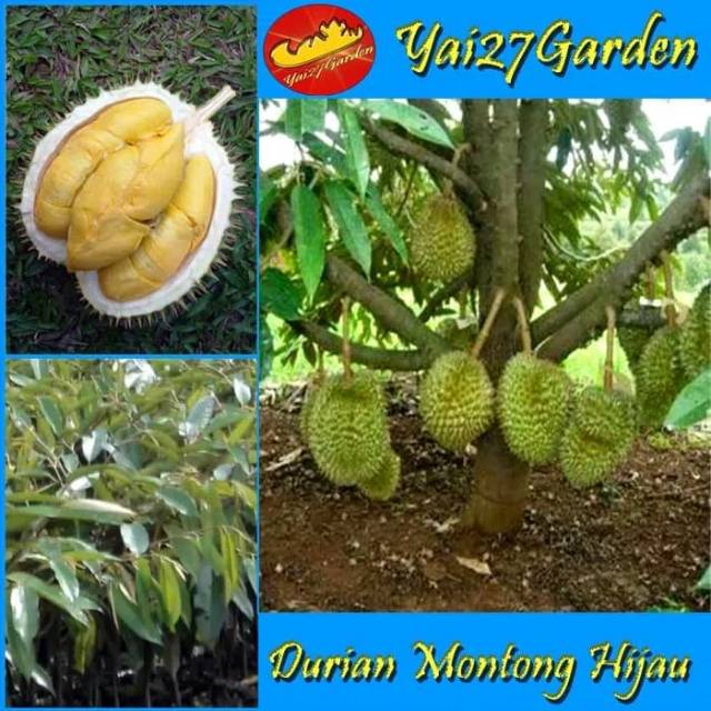 Download 6400 Gambar Durian Hijau Terbaru Gratis