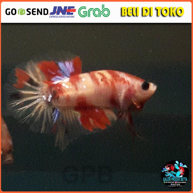 IKAN CUPANG PLAKAT NEMO IKAN CUPANG NEMO IKAN CUPANG HIAS NEMO