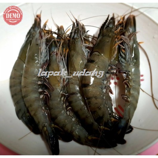 

Udang Segar Windu Jumbo / Size 12-15/1Kg