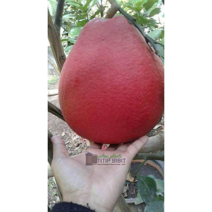 jeruk Bali merah (citrus grandis) bibit tanaman buah tambulampot