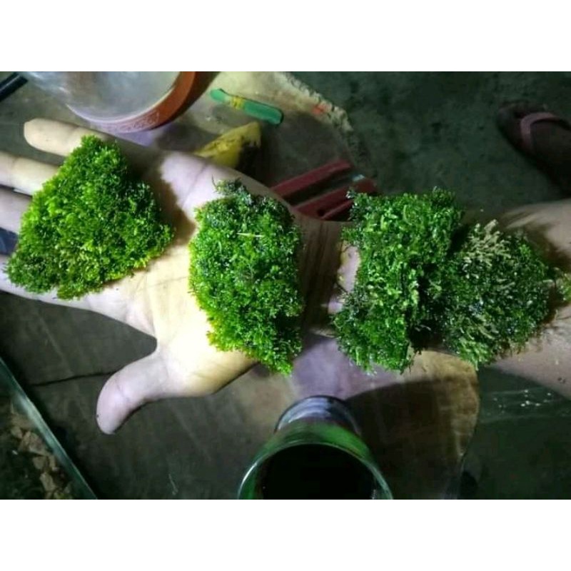 RICARDIA MOS LEMPENG PILIHAN