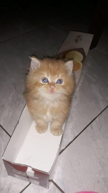 New Tds- 3 Hidroponik, Hati-hati Barang Palsu, Tds Meter High Quality Sudah Kalibrasi + Sarung Kulit